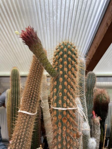 Haageocereus weberbaueri var. horridispinus